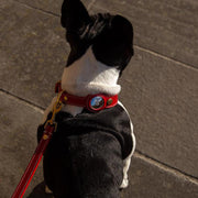 Fruit Tracker Collar Dog Positioning Collar Protective Leather Case